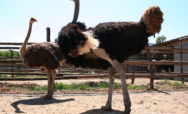 Ostrich Pharma: Щраусови антитела блокират вируса на Covid-19 