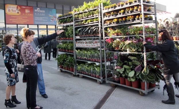 Миниатюрно киви и екзотична бугенвилия - сред новостите на „Цветна есен 2013“ 