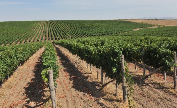 „Винпром Пещера" се похвали с рекорден ръст в добива на грозде