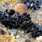 В Александруполис конфискуваха опасни миди 