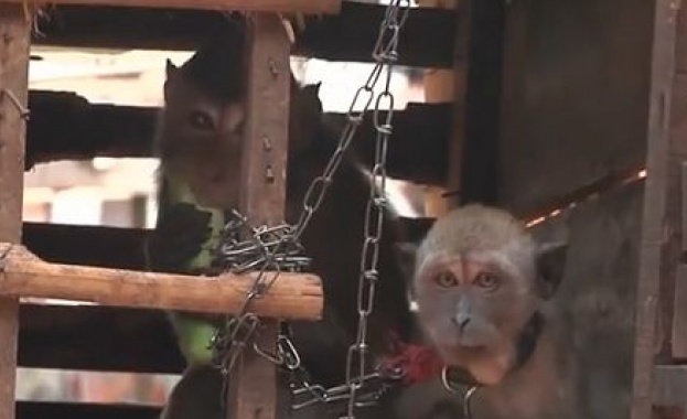 Властите в Индонезия спасяват маймуни /видео/