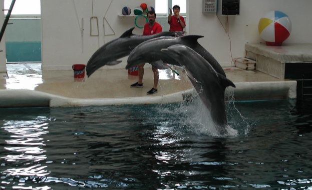 Разширяват варненския делфинариум