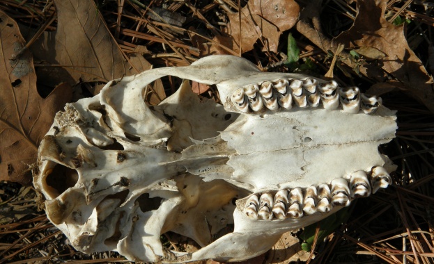 Деца играят сред разлагащи се животински останки в столичен квартал 