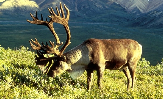Цветът на очите на северния елен се променя в зависимост от сезона 