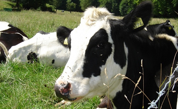 Първите скотовъди в света били древните китайци 