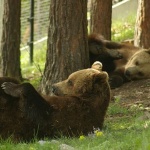 Разхлаждат мечките в Белица с плодов сладолед
