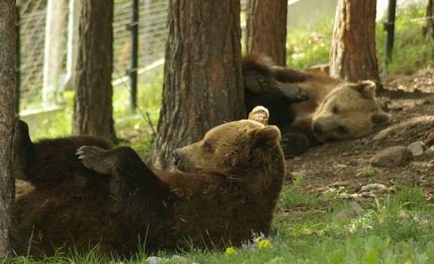 Гледачите на мечките се стараят търсенето на храната на мечките
