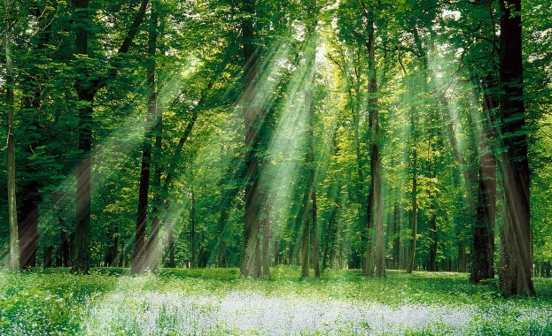НС прие на второ четене ЗИД на Закона за горите 