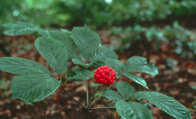 Женшенът – 5000 години история