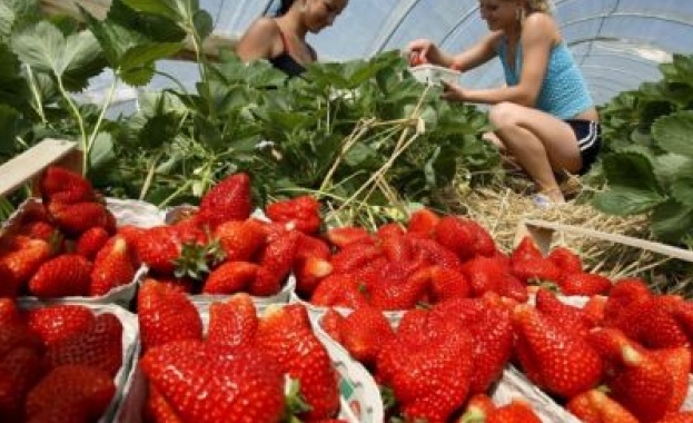 "Обзървър": Брекзит застрашава прибирането на реколтата от ягоди във Великобритания