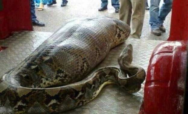 Питон глътна заспал на улицата пияница 