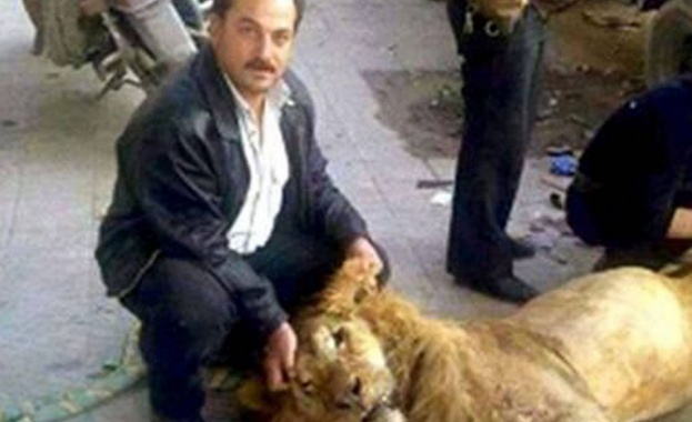 Гладни сирийци посегнаха на лъв от зоопарка 