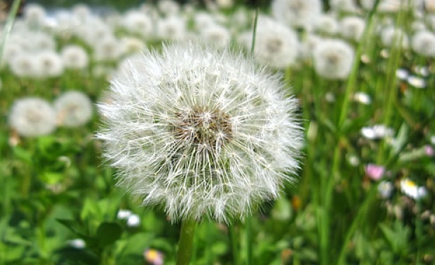 Глухарче порасна в ухото на 16-месечно китайче 