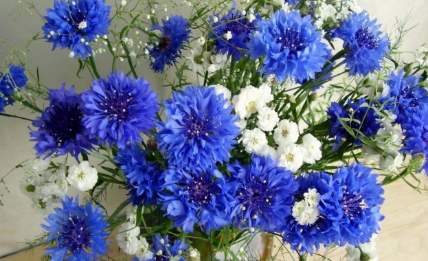 Рождениците днес 