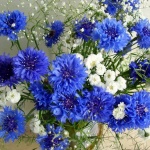 Предстоящи събития на 11 май