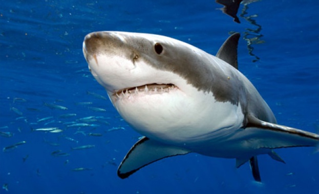 Мтел е официален партньор на „Седмицата на акулите” на Discovery Channel за България