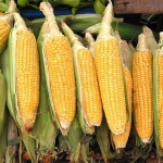 Уникален фестивал на мамалигата се състоя в село Нова Черна