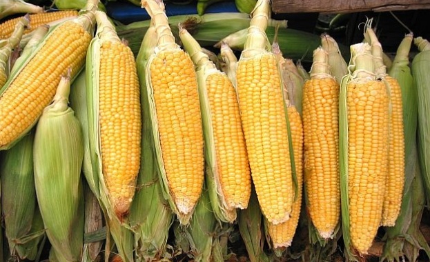 Единадесетото издание на Фестивала на мамалигата се проведе в тутраканското