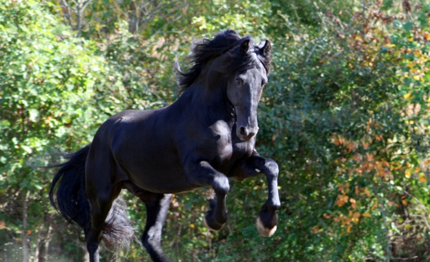 В Етиопия откриха древен прародител на конете