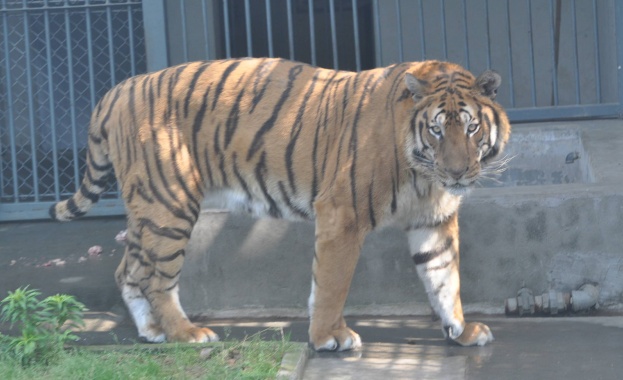 Рядък китайски тигър изяде служител на зоопарка 