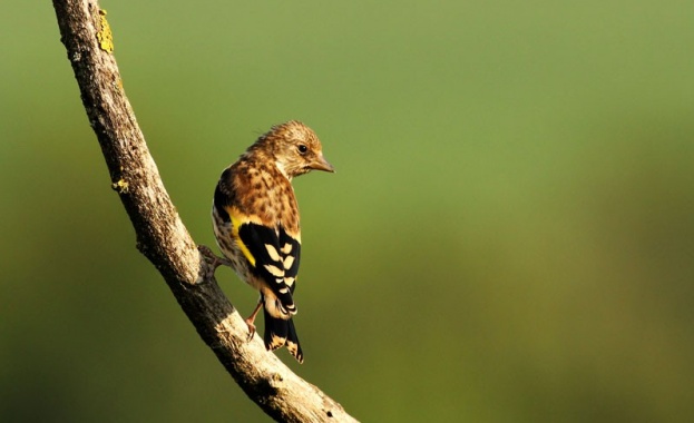 Спасиха седем птици от защитен вид