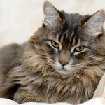  Съпрузи спечелиха 1,2 милиона долара от лотарията благодарение на котката си