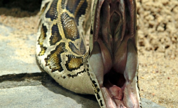 4-метров питон обикаля остров Бали и си търси нова жертва 