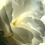 Рождениците днес