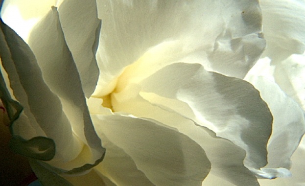 Рождениците днес