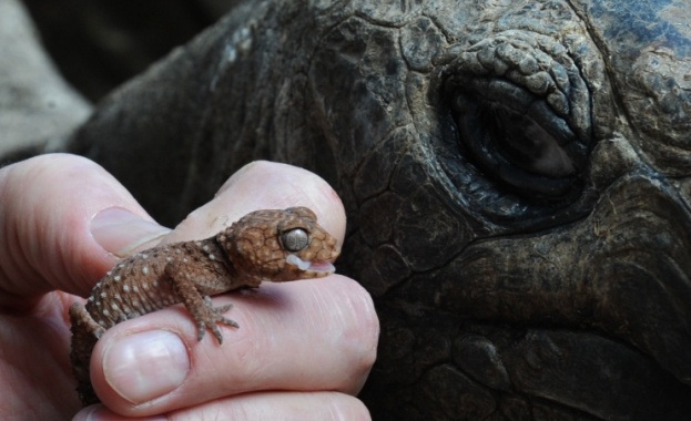 Създадоха гущер-робот, който да бъде използван в космоса 