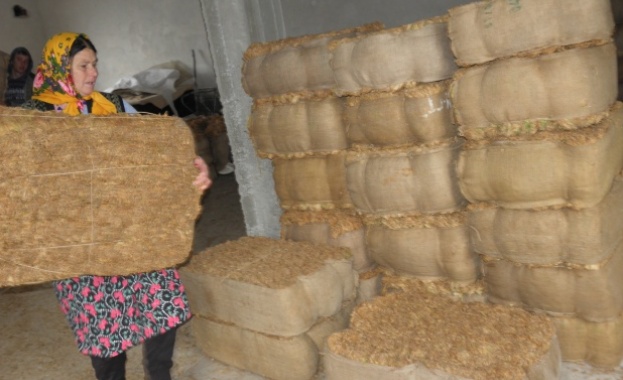 Изкупната кампания за тютюна тръгна на 4,80 за килограм 