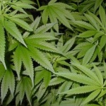 Учени откриха най-ранното доказателство за употреба на канабис