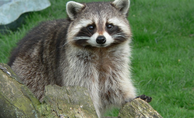 Американец влиза в политиката, за да си върне енота 