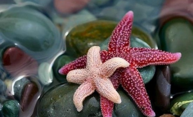 Морските звезди спасяват от инсулт 