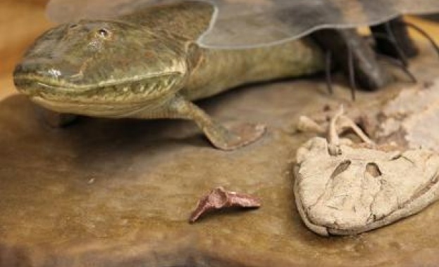 Откриха древна риба с четири крака /видео/