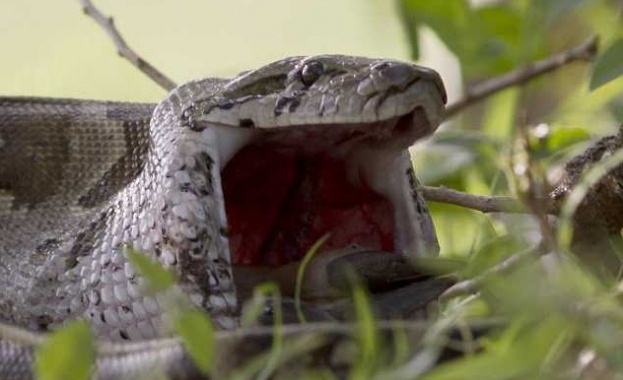 Питон глътна млада антилопа /снимки и видео/