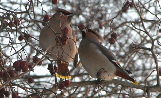 Пияни птици летят в Новосибирск /видео/