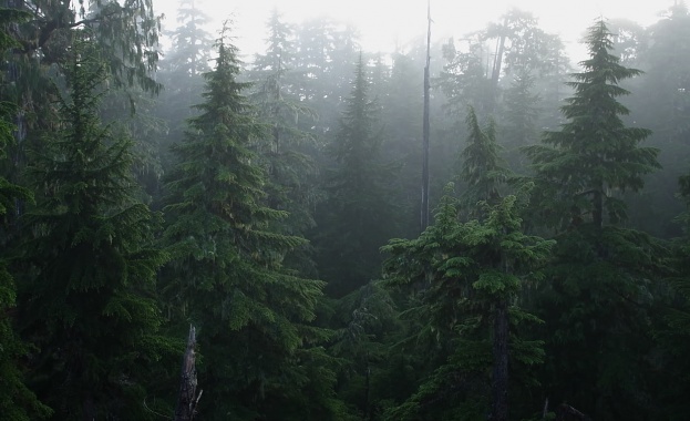 Очаква се ЕК да поиска България да връща парите по заменките на гори