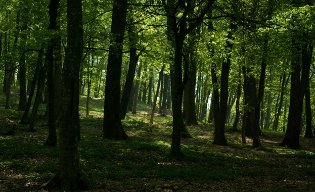 МЗХ и предприятията от горския сектор са основен работодател в малките и планински общини