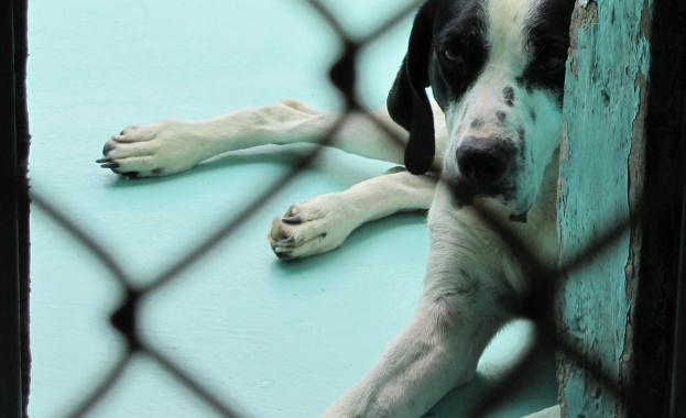 Явор Гечев: Насилието над животни се толерира индиректно