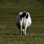 Австрия затяга мерките за туристи, след като крава уби планинар 