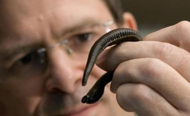 Откриха пиявица-морж