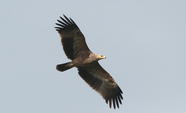 EVN в защита на царския орел