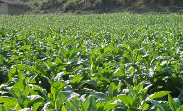 Светла Бъчварова: Националните доплащания за тютюневия сектор са възможни до 2020 г.