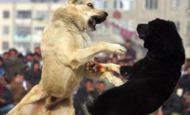 Прокуратурата отказа да образува досъдебно производство по сигнал за бой с кучета