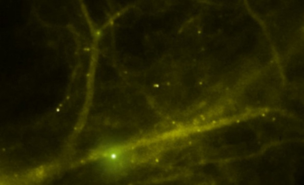 Учени филмираха генерирането на спомени