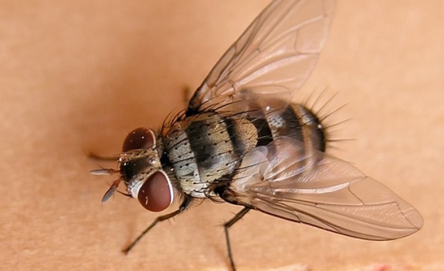 Муха превръща пчелите в зомбита 