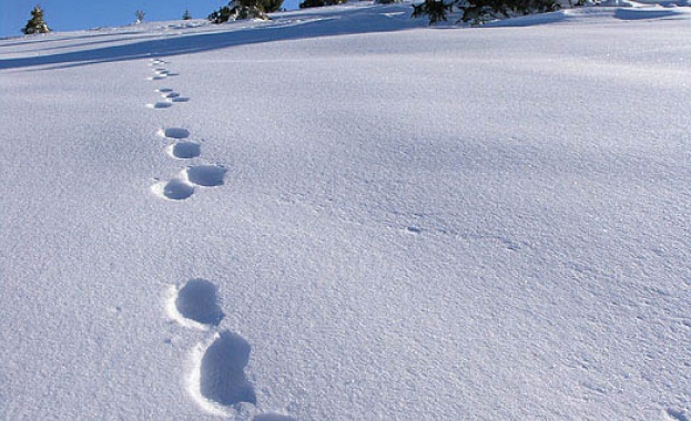 Спипаха апаши по следите им в снега 