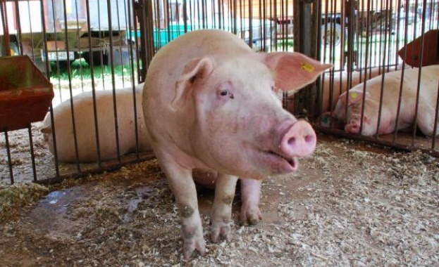 Русия спира вноса на свинско месо от страните на ЕС