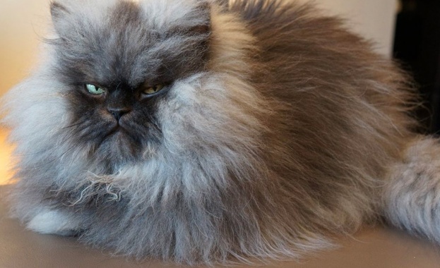 Почина най-популярната котка в Интернет